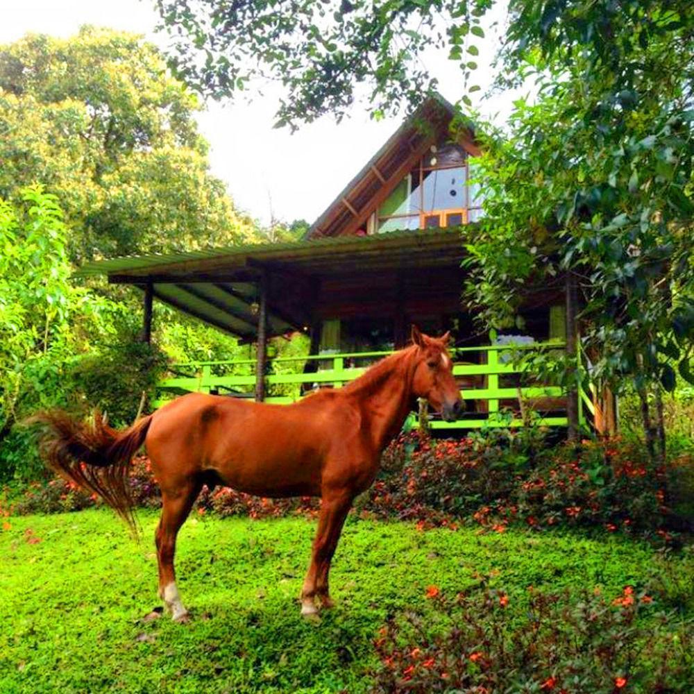Mindo Eco Chalet Con Rio Y Cascada מראה חיצוני תמונה